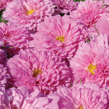 Load image into Gallery viewer, Cosmos Double Click Rose Bon Bon