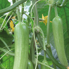 Load image into Gallery viewer, Cucumber Delistar F1