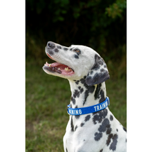 Load image into Gallery viewer, Twiggy Tags Awareness Collar