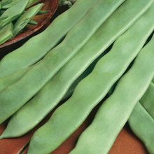 Load image into Gallery viewer, French Bean (Climbing) Hunter