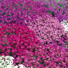 Load image into Gallery viewer, Aubrieta Spring Cascade