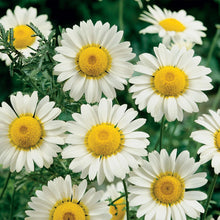 Load image into Gallery viewer, Unwins Herbal Tea Seed Bundle