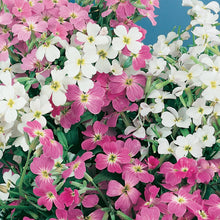 Load image into Gallery viewer, Stock (Virginian) Stardust Mix