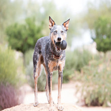 Load image into Gallery viewer, KONG Extreme - All Sizes