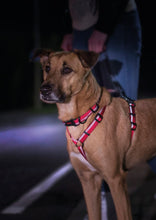Load image into Gallery viewer, Halti Walking Harness - Various Colours