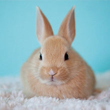 Load image into Gallery viewer, Protexin Bio-Lapis Gastrointestinal Powder For Rabbits