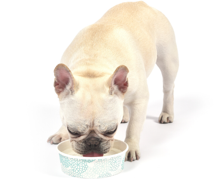 Arm and Hammer Fresh Coconut Water Additive For Dogs 473ml Direct4Pet