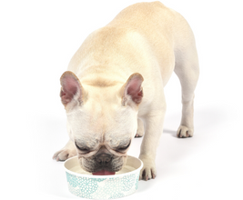Load image into Gallery viewer, Arm and Hammer Fresh Coconut Water Additive For Dogs- 473ml