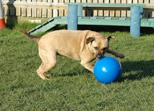 Load image into Gallery viewer, Company Of Animals Boomer Ball Dog Toy Assorted Colours All Sizes