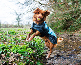 Load image into Gallery viewer, Henry Wag Waterproof Dog Warm Coat Clothing - All Sizes