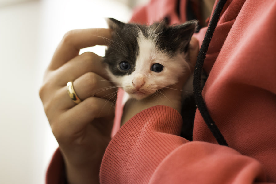 Adopting an Animal or Buying a from a Breeder: Which is better?