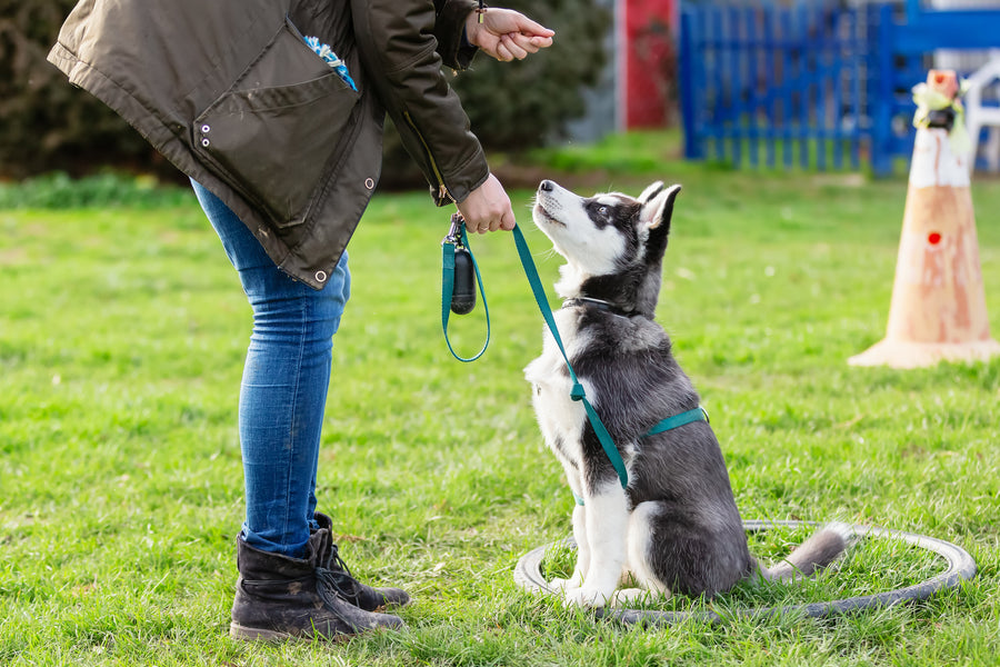 Guide to High Value Treats and Dog Training