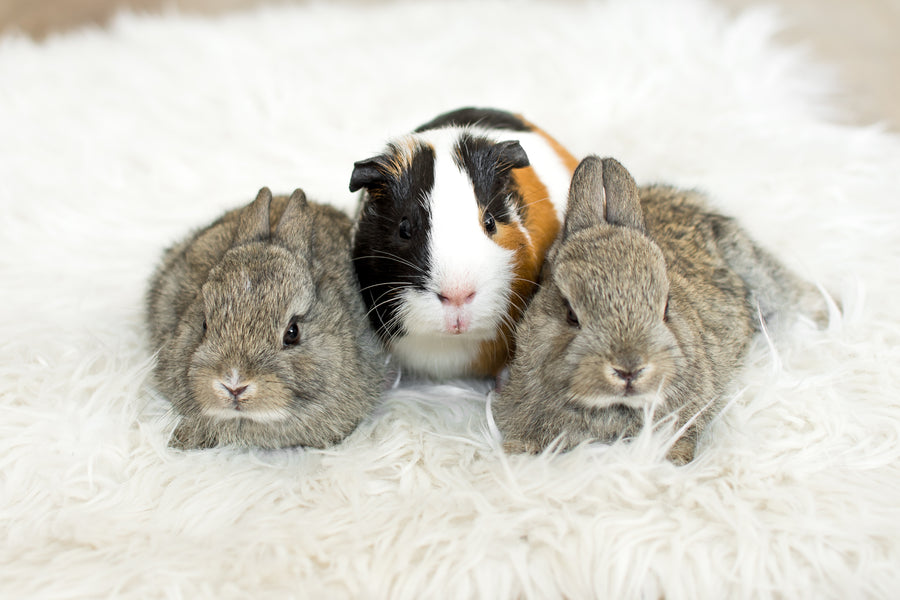 How to keep your small pets warm in winter