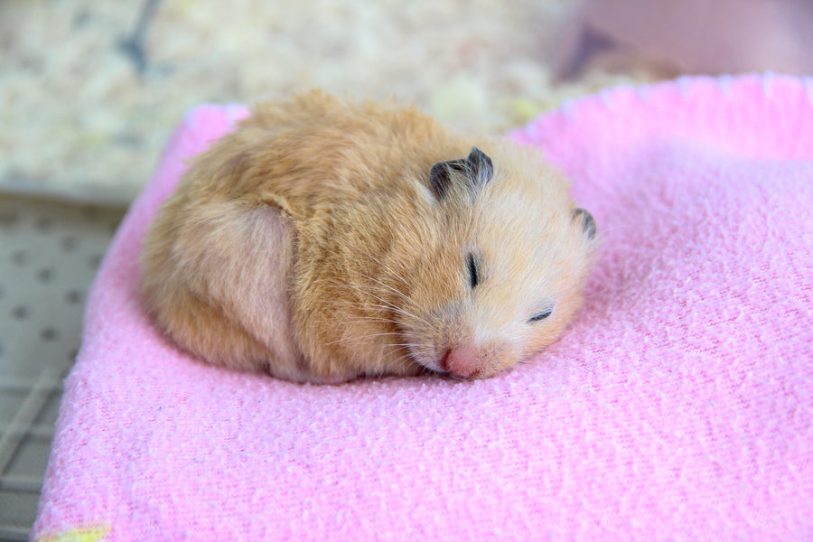 Do hamsters hibernate? How to care for hibernating pets