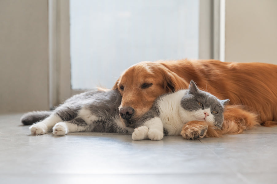 Best Calming Products for Dogs and Cats