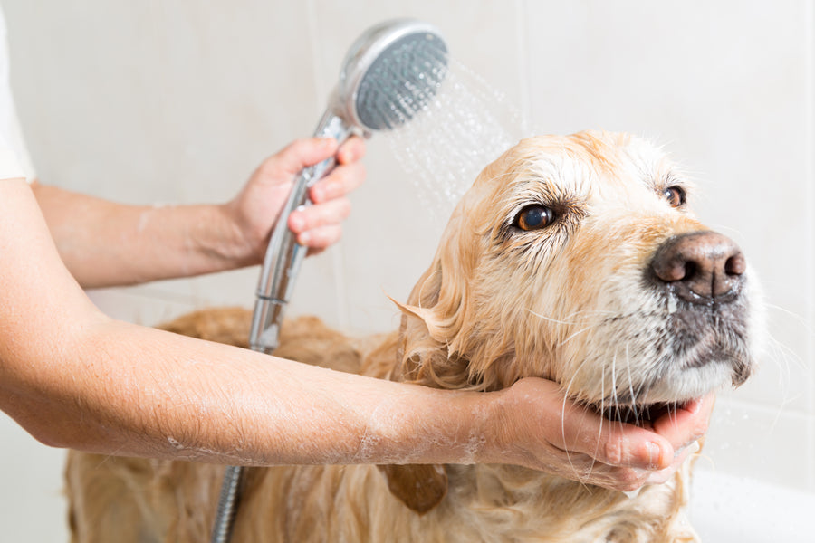 The Ultimate Guide to Bathing Your Dog