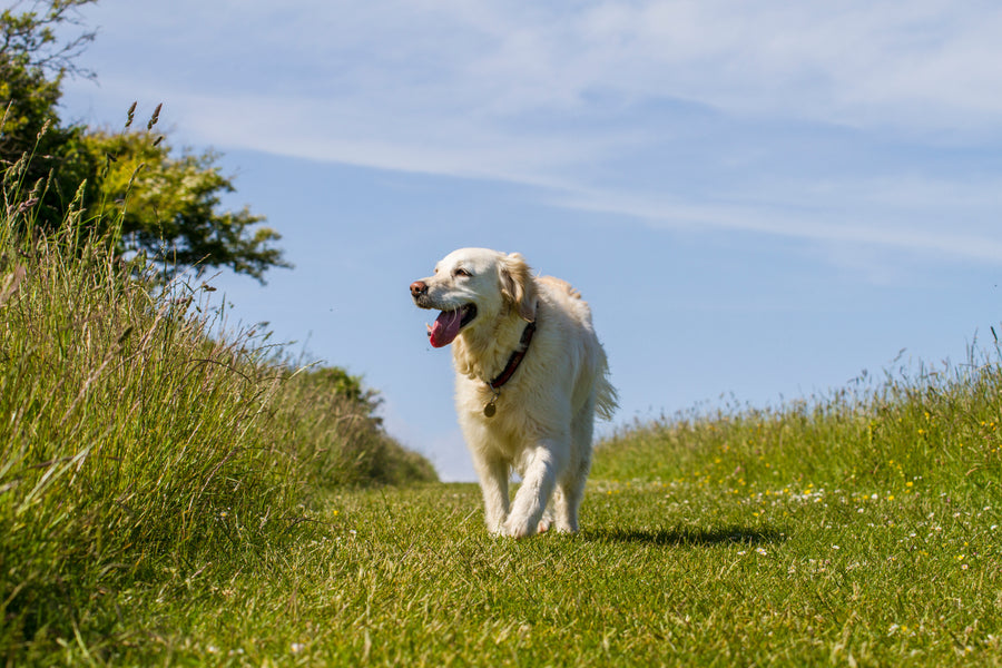 Direct4Pet’s Guide to Making Dog Walks Fun