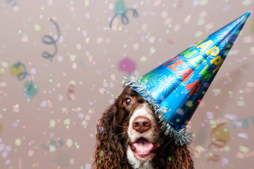 Healthy New Year Habits for Pets: Diet, Exercise, and Routine Tips
