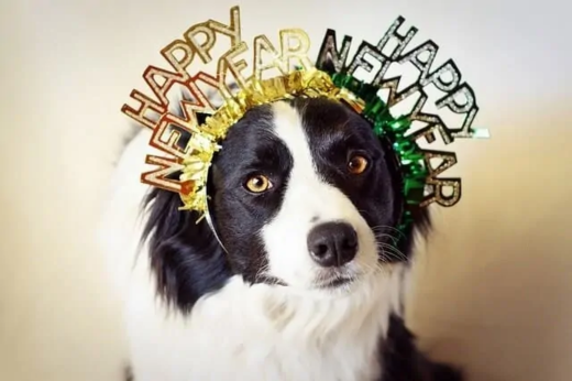New Year’s Eve With Pets: How to Keep Them Calm, Safe, and Happy