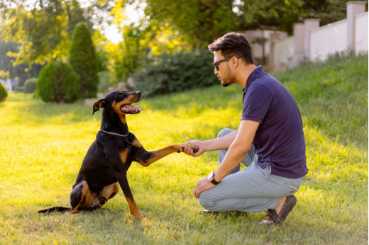 National Train Your Dog Month: A Complete Guide to Building Better Behaviour All Year Long