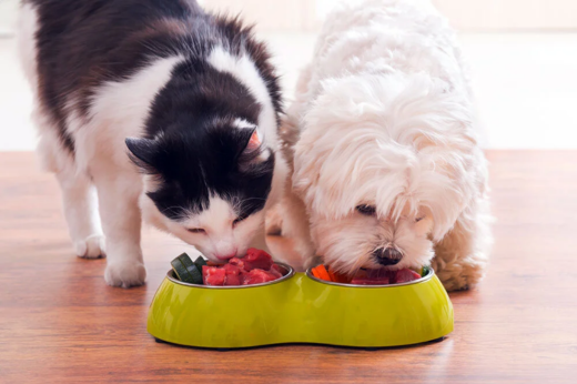 How to Choose the Right Food for Your Pet’s Age & Lifestyle