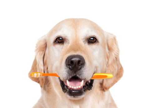 Pet Dental Health Month: Why Your Pet’s Smile Deserves More Attention
