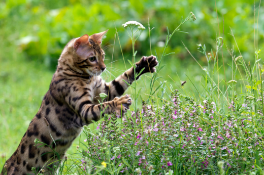 Spring Is Around the Corner: Prep Your Pet Now