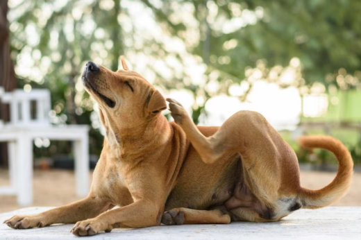 Why Is My Dog Itching So Much? A Complete Guide for Concerned Pet Parents