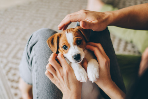 The Ultimate Puppy Starter Checklist: How to Celebrate National Puppy Day With Your New Best Friend
