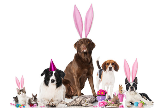Easter and Your Pets: Safety Tips, Travel Advice, and Keeping Pets Calm