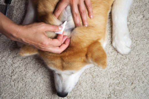 Flea & Tick Season Is Here: What Pet Owners Need to Know