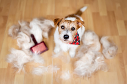 Why Your Dog Is Shedding More Right Now (And What Actually Helps)