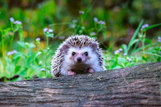 Hedgehog Awareness Week: How Pet Lovers Can Help These Iconic Garden Visitors