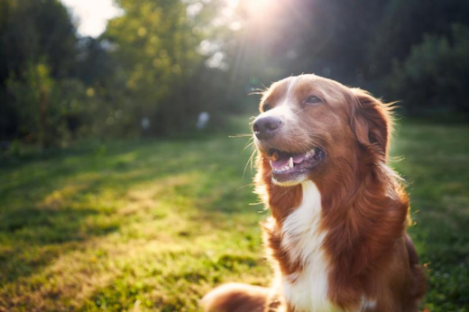 What Pets Really Need During Warm Weather