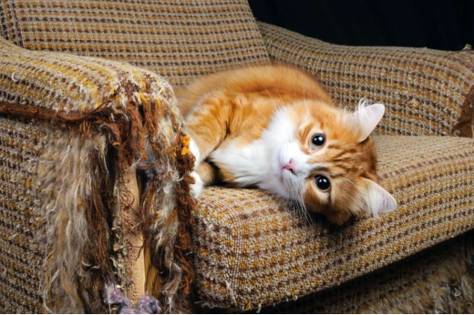 How to Stop Your Cat Scratching Furniture: A Complete Guide for Cat Owners