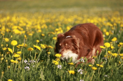 Can Dogs Get Hay Fever? Signs, Symptoms & Relief Tips