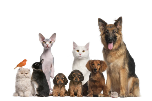Pet Awareness Week: Celebrating the Animals That Make Our Lives Better