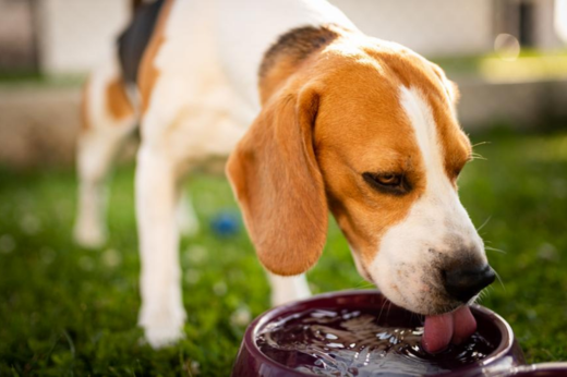 Rehydration Drinks for Pets: What They Are, When They Help, and How to Keep Dogs and Cats Properly Hydrated