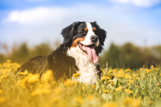 The Ultimate Summer Pet Essentials Checklist: Everything Your Pet Needs for a Happy Sunny Season