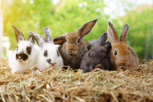 Rabbit Awareness Week 2026: Celebrating Better Care for Our Bunny Companions