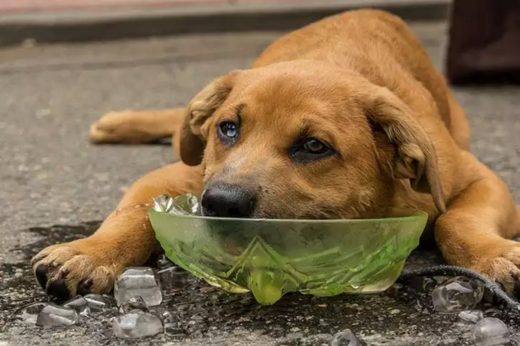Signs Your Pet Is Overheating (And What to Do)