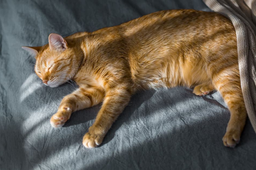 Summer Safety Checklist for Cats