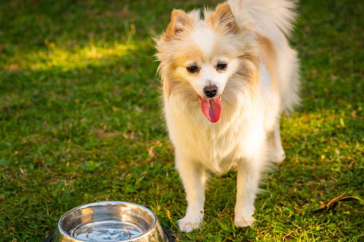 How to Keep Your Pets Cool During Warmer Weather