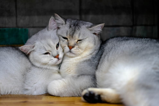 International Cat Day: Celebrating the Curious, Clever and Much-Loved Cat