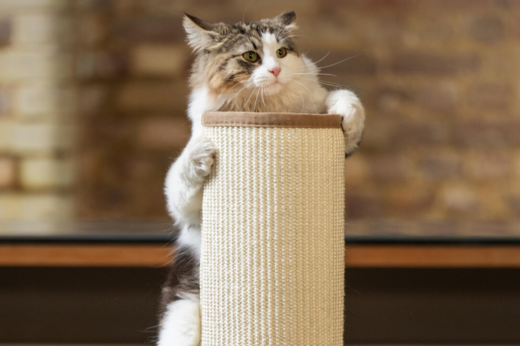 The Best Enrichment Ideas for Pets When the Weather Is Too Hot