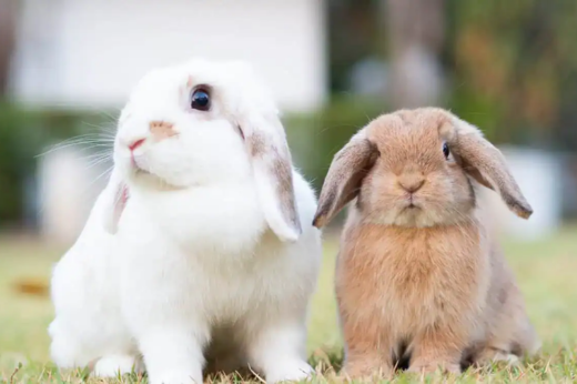 International Rabbit Day: Celebrating Rabbits and Learning How to Give Them the Best Life