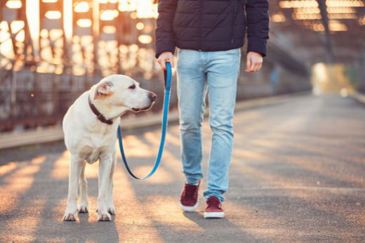 National Walk Your Dog Week: How to Make Every Walk More Enjoyable