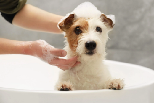National Pet Wellness Month: Simple Ways to Keep Your Pet Happy and Healthy