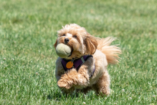 National Fetch Day: Celebrate the Joy of Fetch with Your Furry Best Friend!