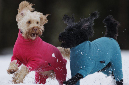 Winter Pet Care Checklist: How to Keep Dogs and Cats Safe as Temperatures Drop